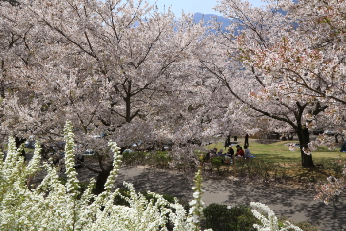 １８年桜紀行３０・信州千曲市戸倉宿キティパーク の桜その１_f0229832_23351037.jpg