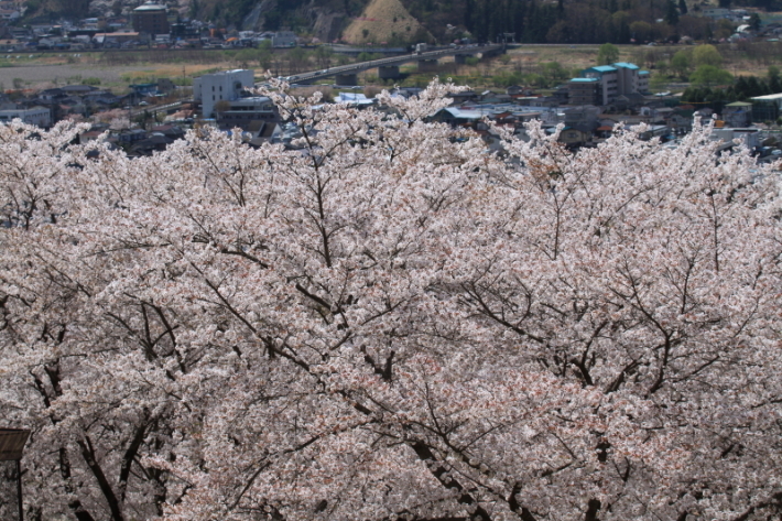 １８年桜紀行３０・信州千曲市戸倉宿キティパーク の桜その１_f0229832_23353196.jpg