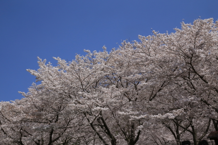 １８年桜紀行３０・信州千曲市戸倉宿キティパーク の桜その１_f0229832_23355097.jpg