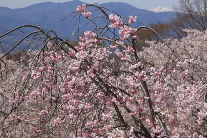 １８年桜紀行３０・信州千曲市戸倉宿キティパーク の桜その１_f0229832_23361913.jpg