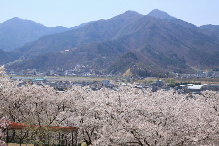 １８年桜紀行３０・信州千曲市戸倉宿キティパーク の桜その１_f0229832_23364920.jpg