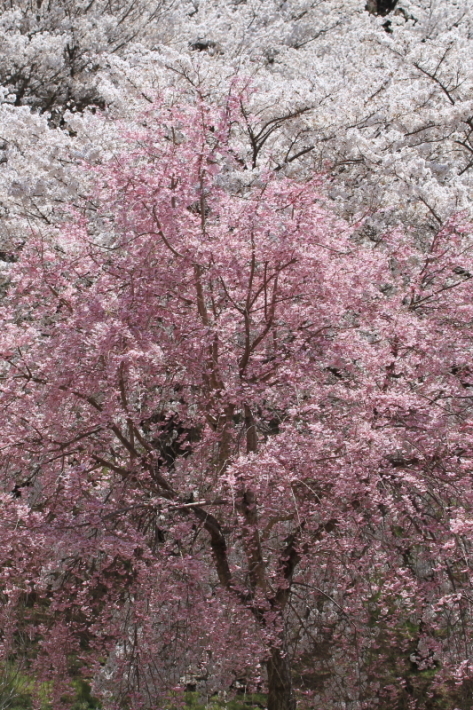 １８年桜紀行３０・信州千曲市戸倉宿キティパーク の桜その１_f0229832_23370700.jpg