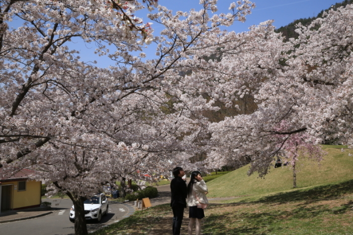 １８年桜紀行３０・信州千曲市戸倉宿キティパーク の桜その１_f0229832_23373796.jpg