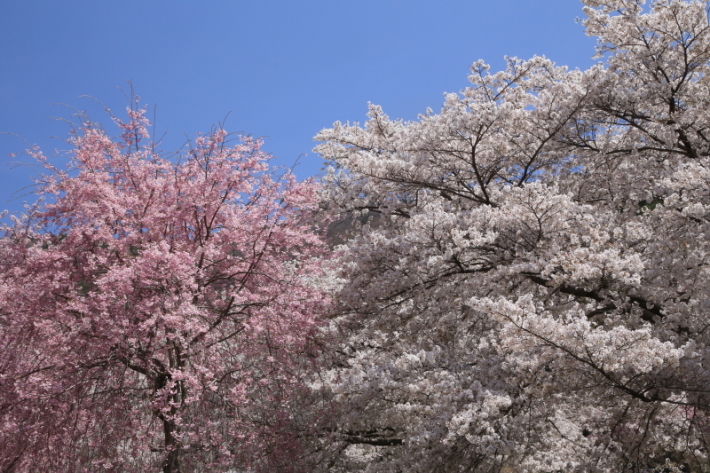 １８年桜紀行３０・信州千曲市戸倉宿キティパーク の桜その１_f0229832_23380608.jpg