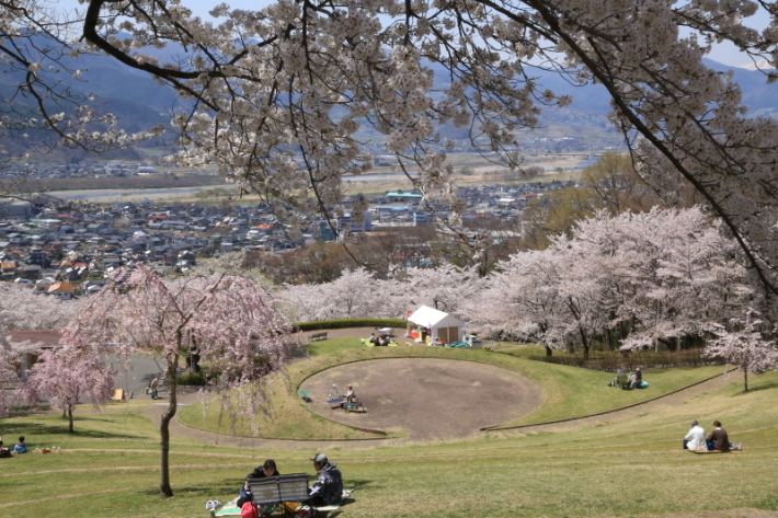 １８年桜紀行３０・信州千曲市戸倉宿キティパーク の桜その１_f0229832_23382015.jpg