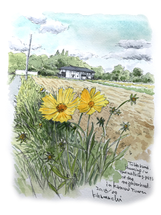 特攻花の咲く散歩道 浜地克徳のスケッチファーム 特攻花の咲く散歩道 浜地克徳のスケッチファーム