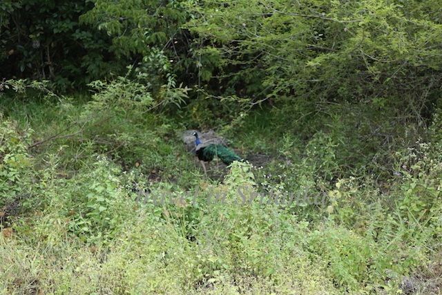 a0207736_00054472.jpg