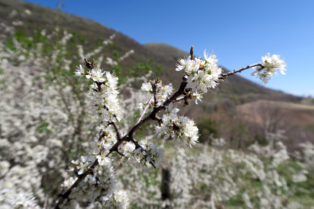 木の花彩る山中の村アーチェラ、ウンブリア_f0234936_550497.jpg