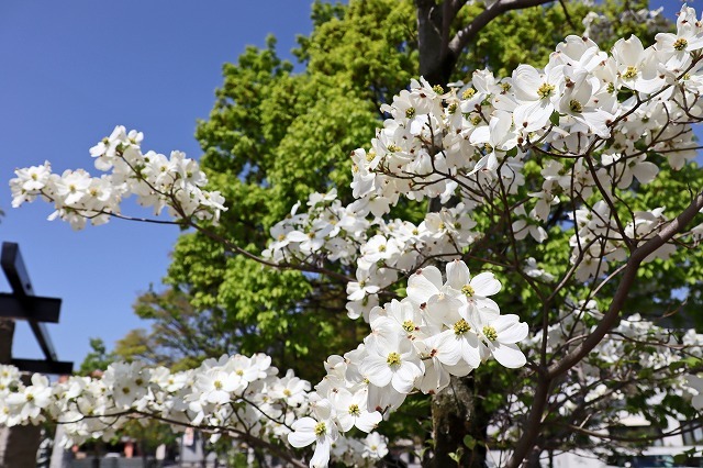 a0242438_16554453.jpg