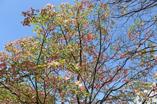 a0242438_16554933.jpg