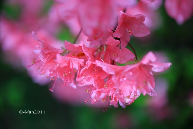 矢板 つつじまつりが始まります ~長峰公園~_e0227942_04212505.jpg