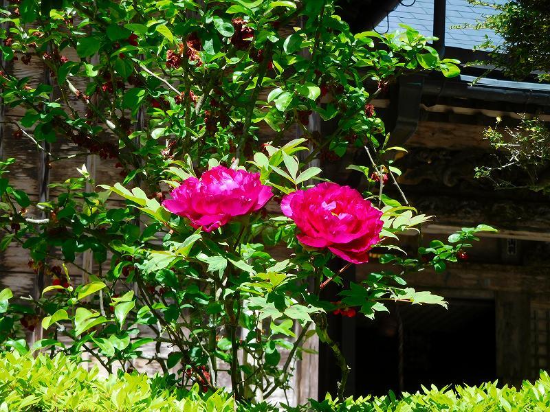 四国八十八ヶ所20番札所「鶴林寺」20170502_e0237645_15554457.jpg