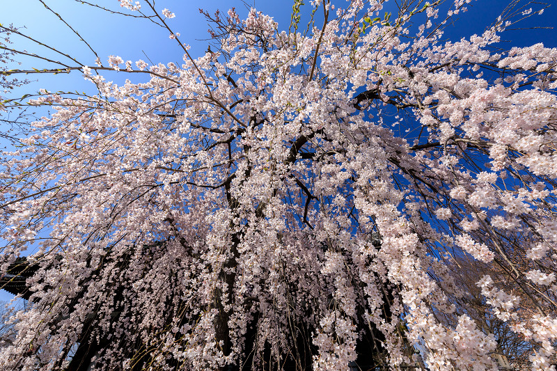 桜咲く京都2018　立本寺のしだれ桜_f0155048_17595525.jpg