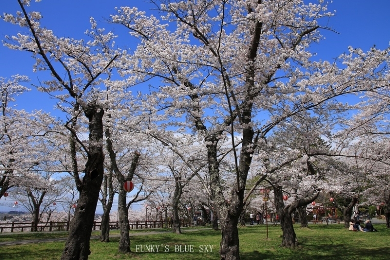 SAKURA*201８　その23　【みんな一緒に咲いていた***】_c0145250_16432582.jpg