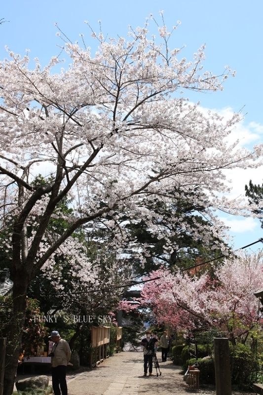 SAKURA*201８　その23　【みんな一緒に咲いていた***】_c0145250_16434918.jpg