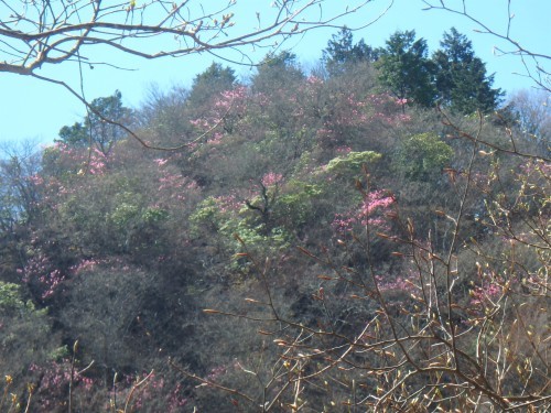 稲含山　こいのぼりとアカヤシオ　　2018.４.22（日）_b0335256_13590391.jpg