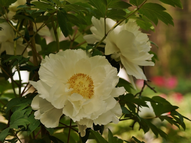 長居植物園に咲く牡丹_b0063958_21012202.jpg