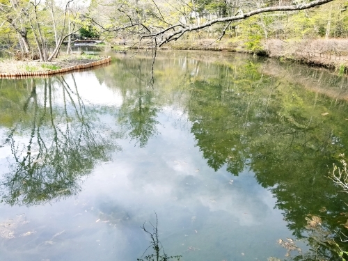 雲場池＊5ヶ月ぶりにリフレッシュオープン♪_f0236260_15293859.jpg