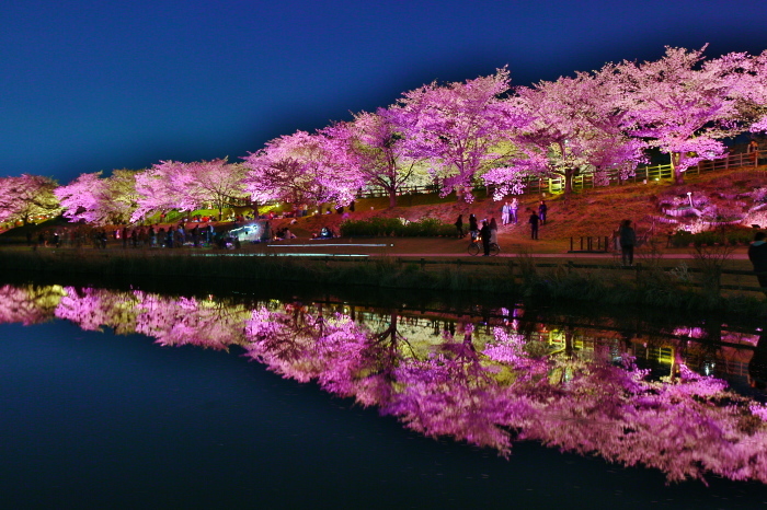  桜2018寝屋川公園_f0021869_00333793.jpg