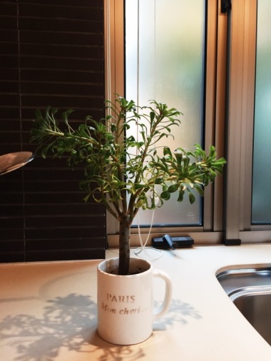 b0341471_22382351.jpeg