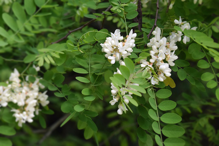 Locust Tree_b0369375_524780.jpg