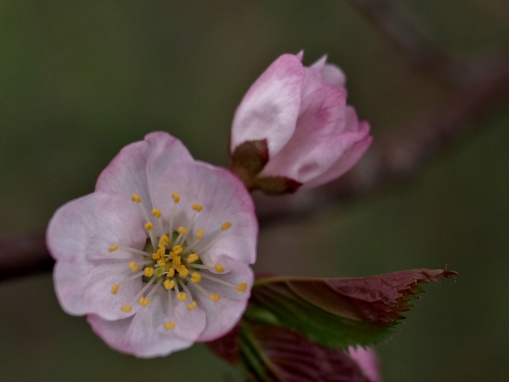 千島桜　　寒地土木研究所　　０４２８_c0183777_1340586.jpg