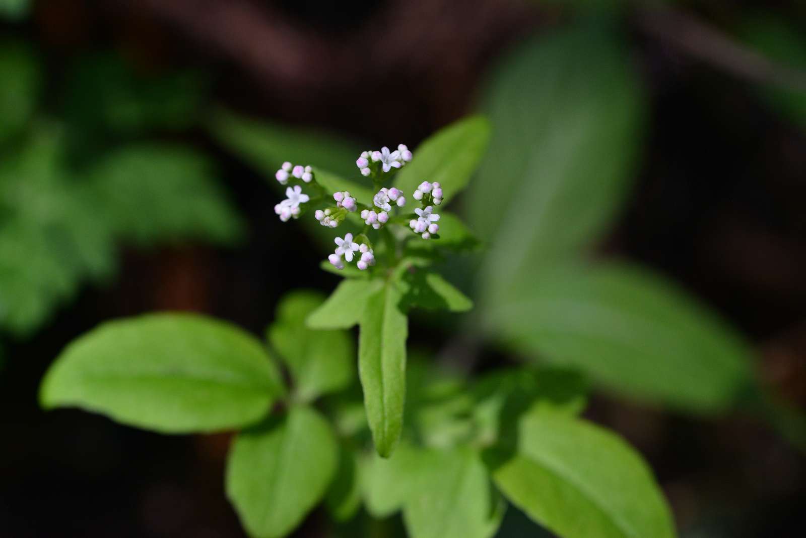 大岳山方面の花_d0328977_22510016.jpg