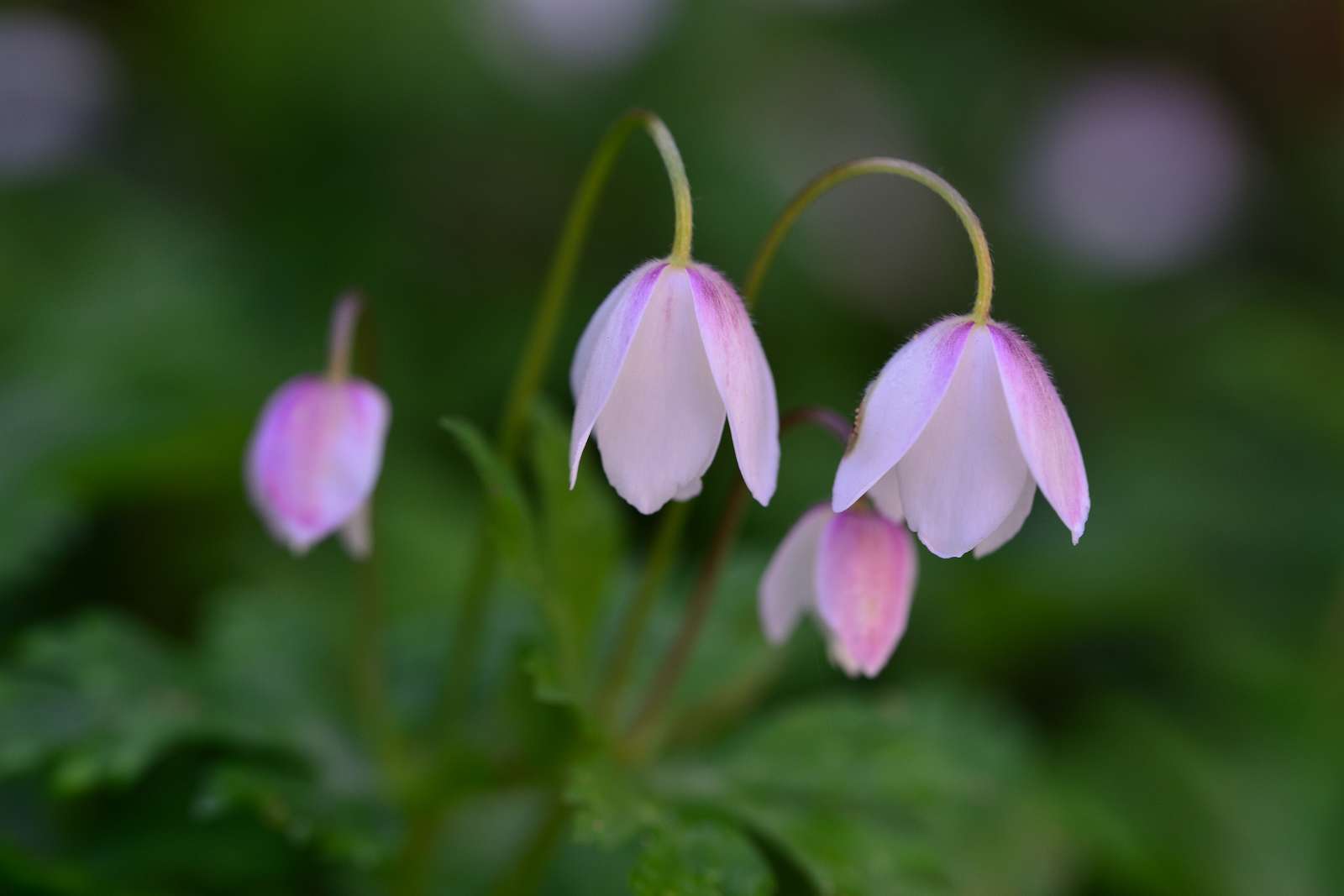 大岳山方面の花_d0328977_22510051.jpg