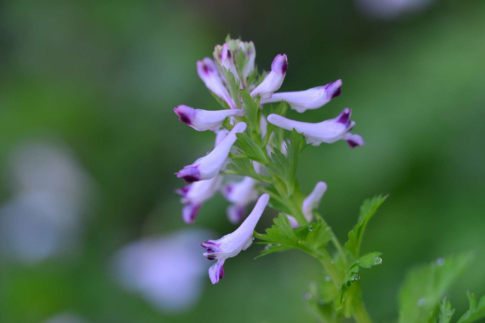 大岳山方面の花_d0328977_22510087.jpg