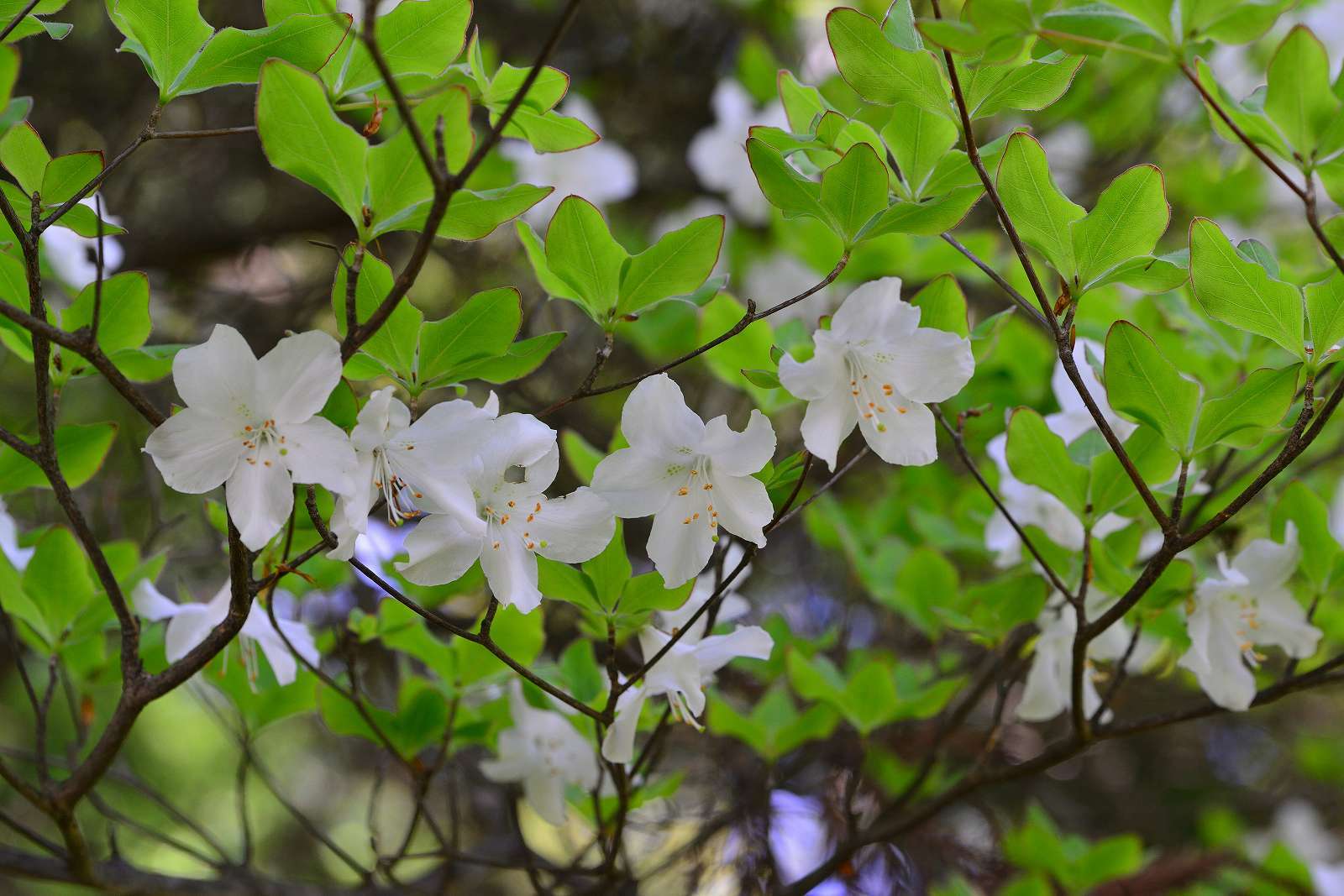 大岳山方面の花_d0328977_22510160.jpg