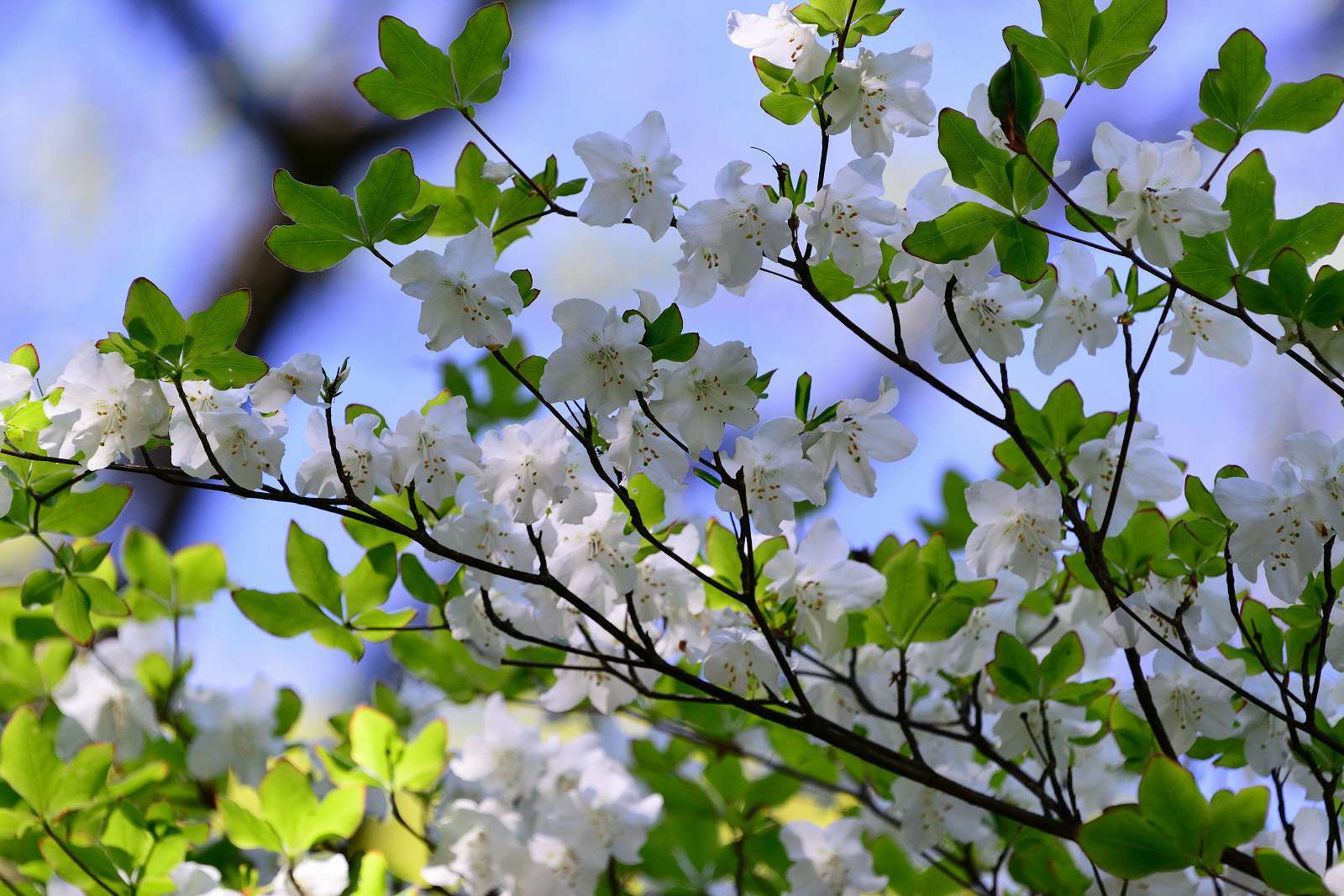 大岳山方面の花_d0328977_22510176.jpg