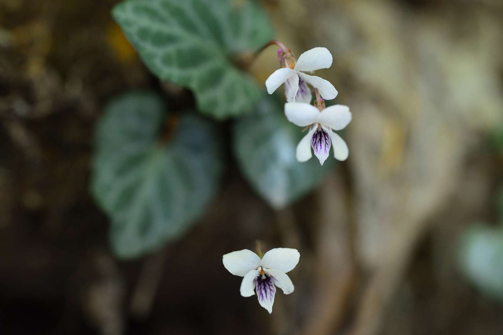 大岳山方面の花_d0328977_22511473.jpg