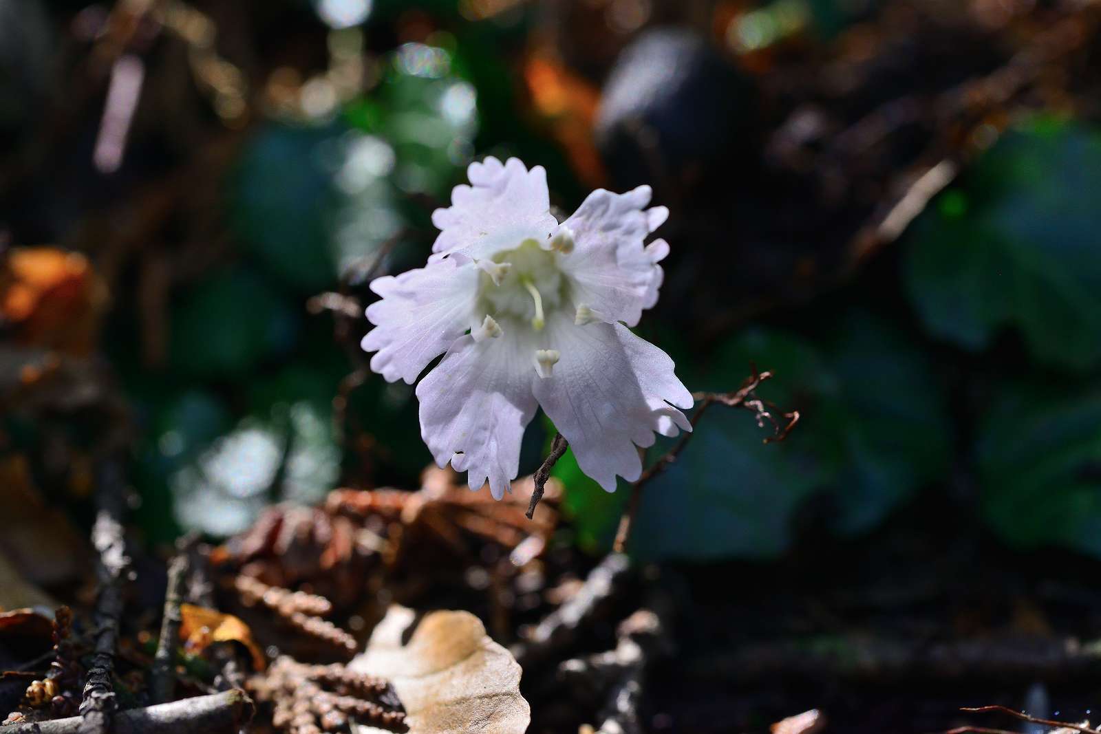 大岳山方面の花_d0328977_22511537.jpg