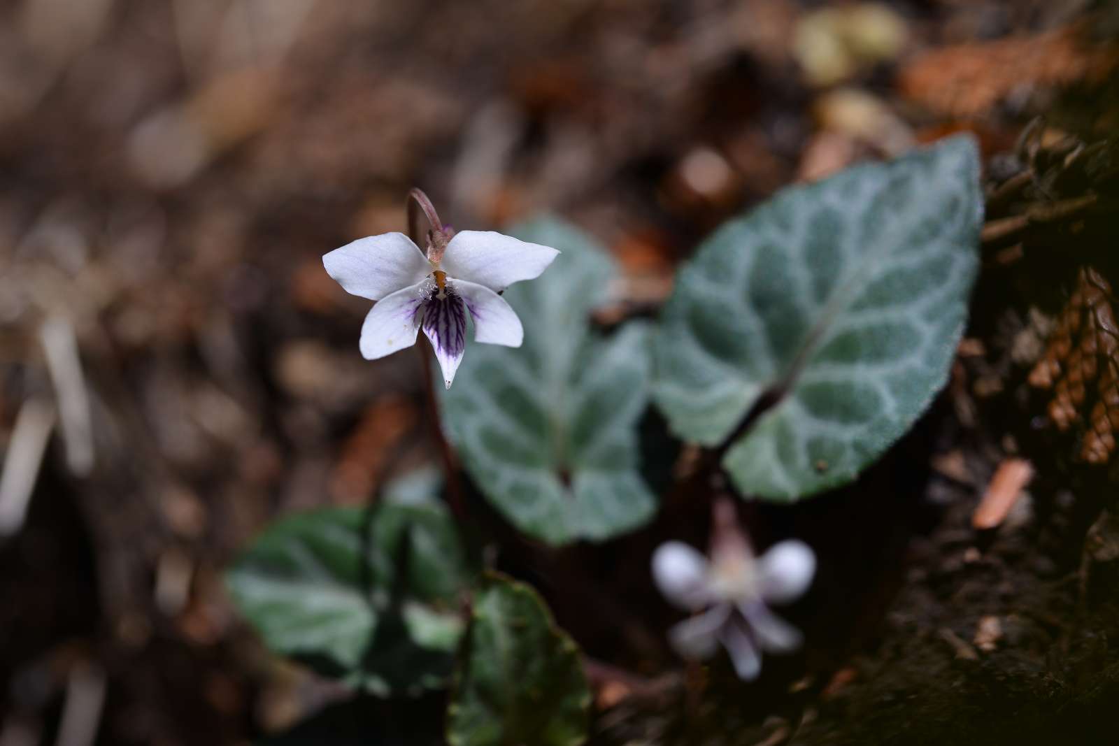 大岳山方面の花_d0328977_22511545.jpg