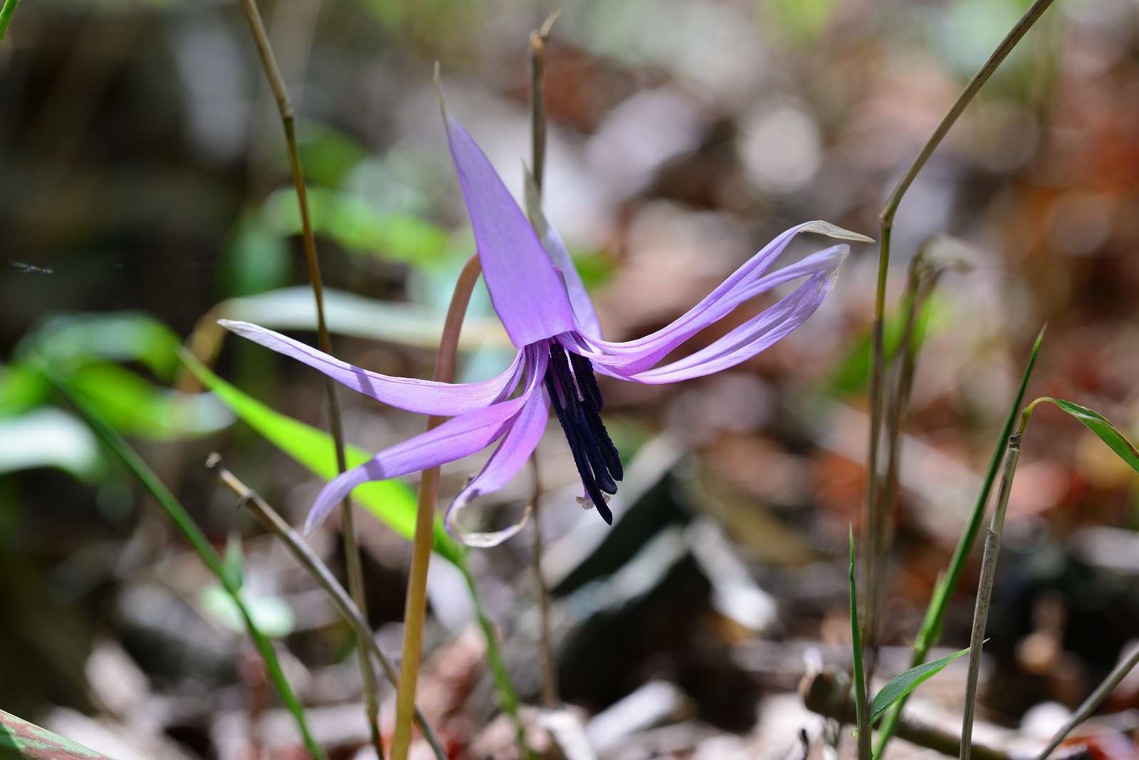 大岳山方面の花_d0328977_22511570.jpg