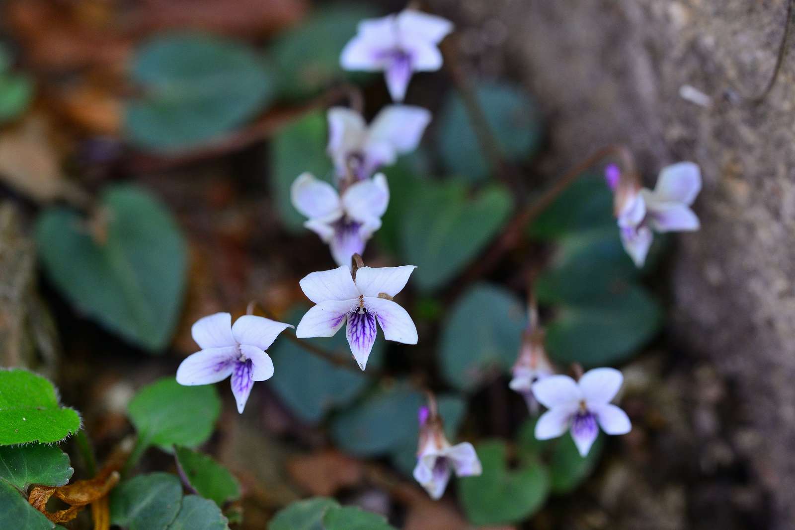 大岳山方面の花_d0328977_22511584.jpg