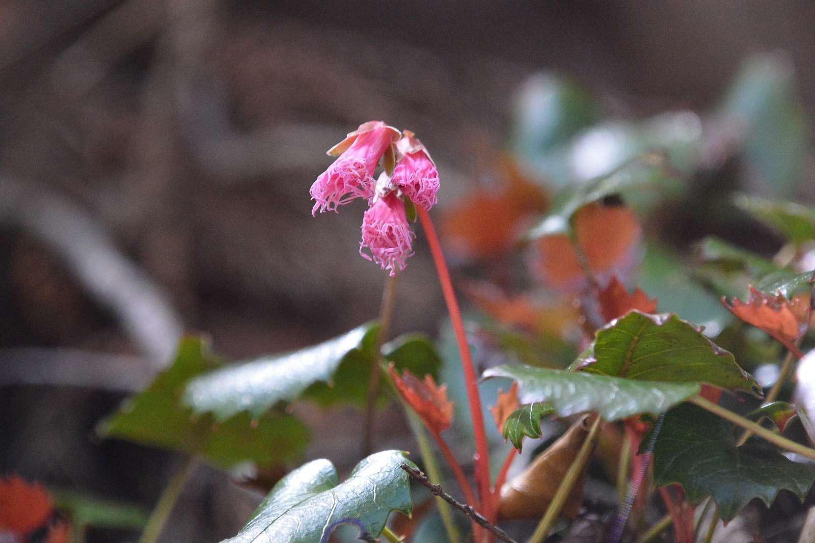 大岳山方面の花_d0328977_22511630.jpg