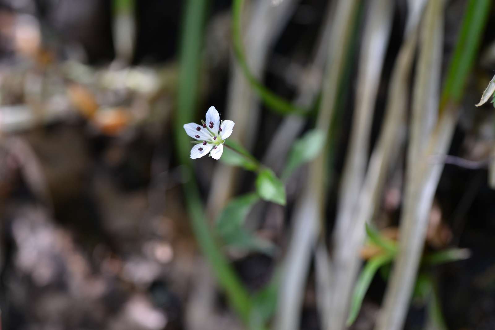 大岳山方面の花_d0328977_22511651.jpg