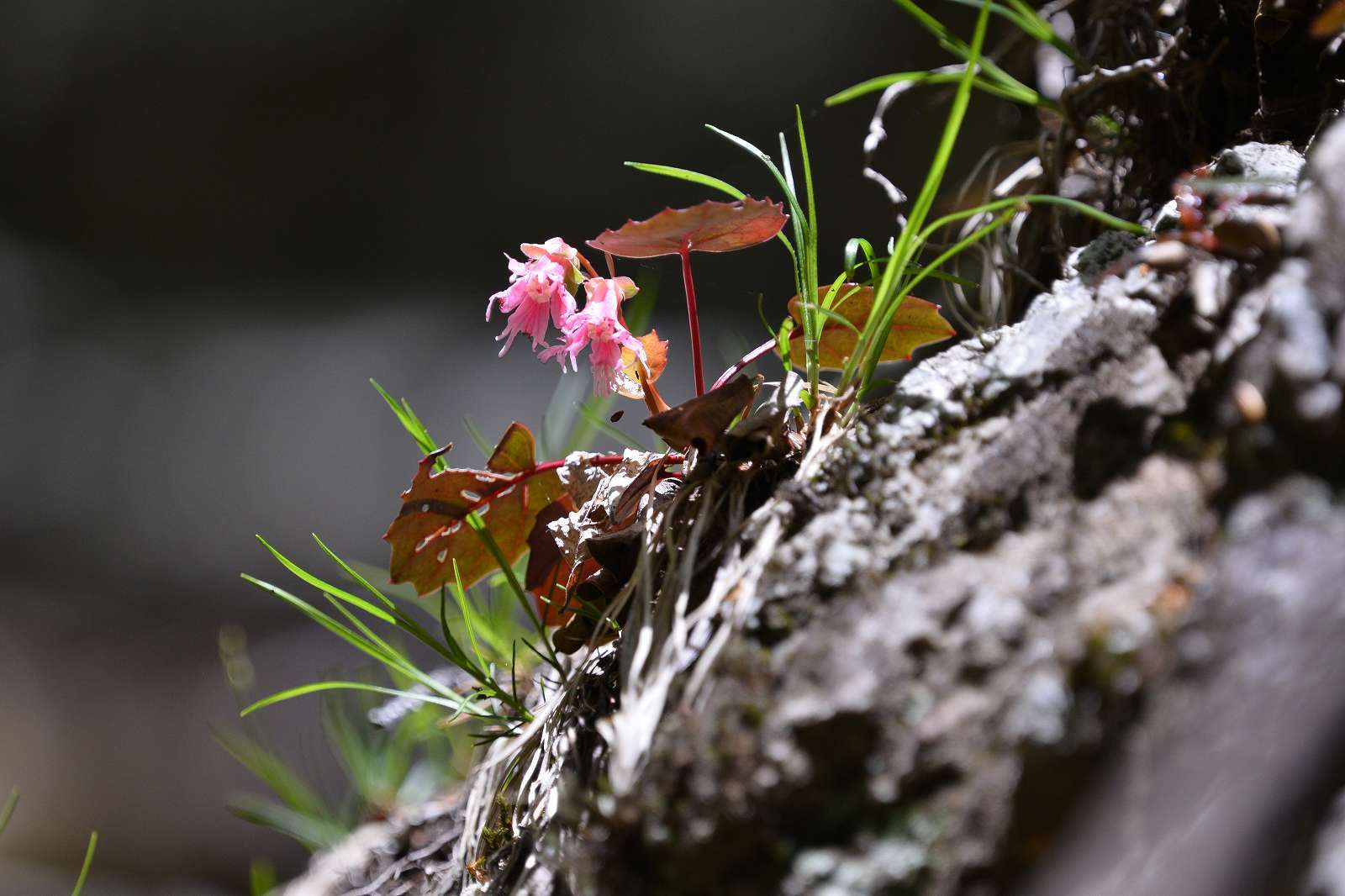 大岳山方面の花_d0328977_22512701.jpg