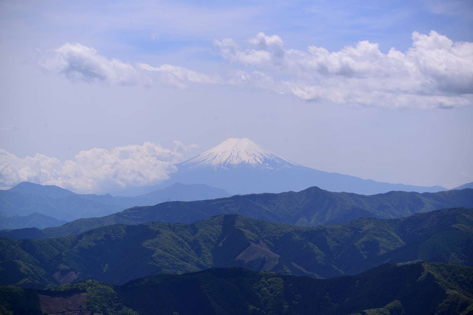 大岳山方面の花_d0328977_22512851.jpg