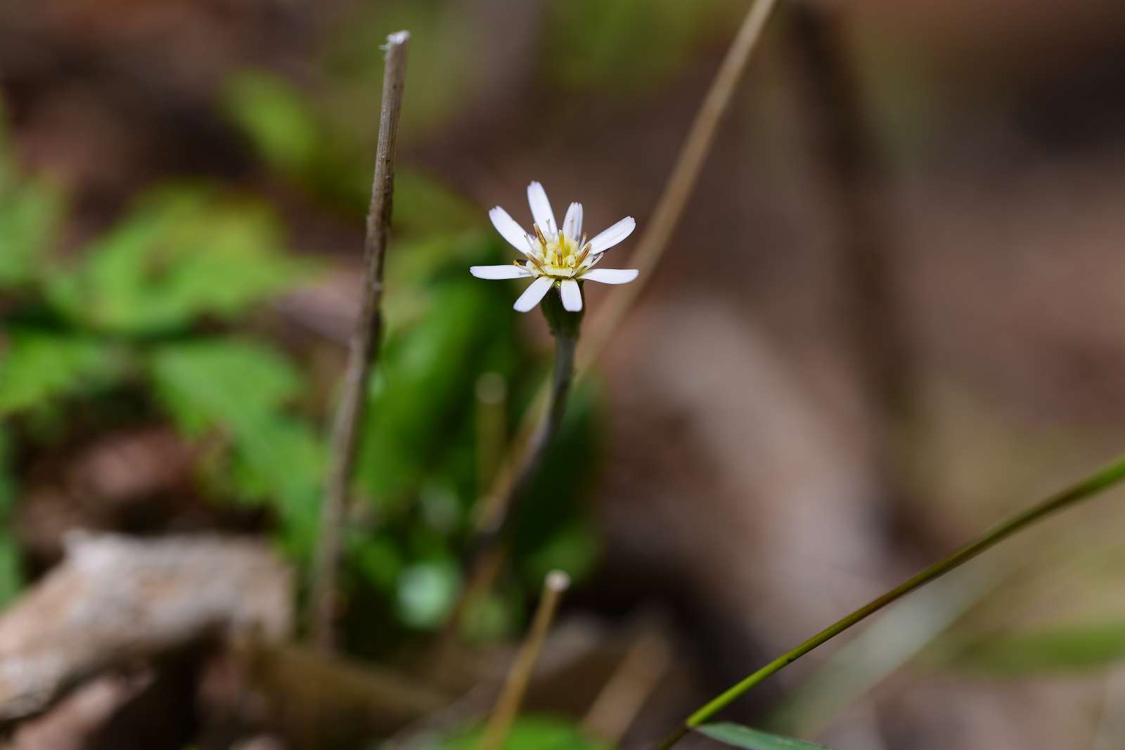 大岳山方面の花_d0328977_22512904.jpg