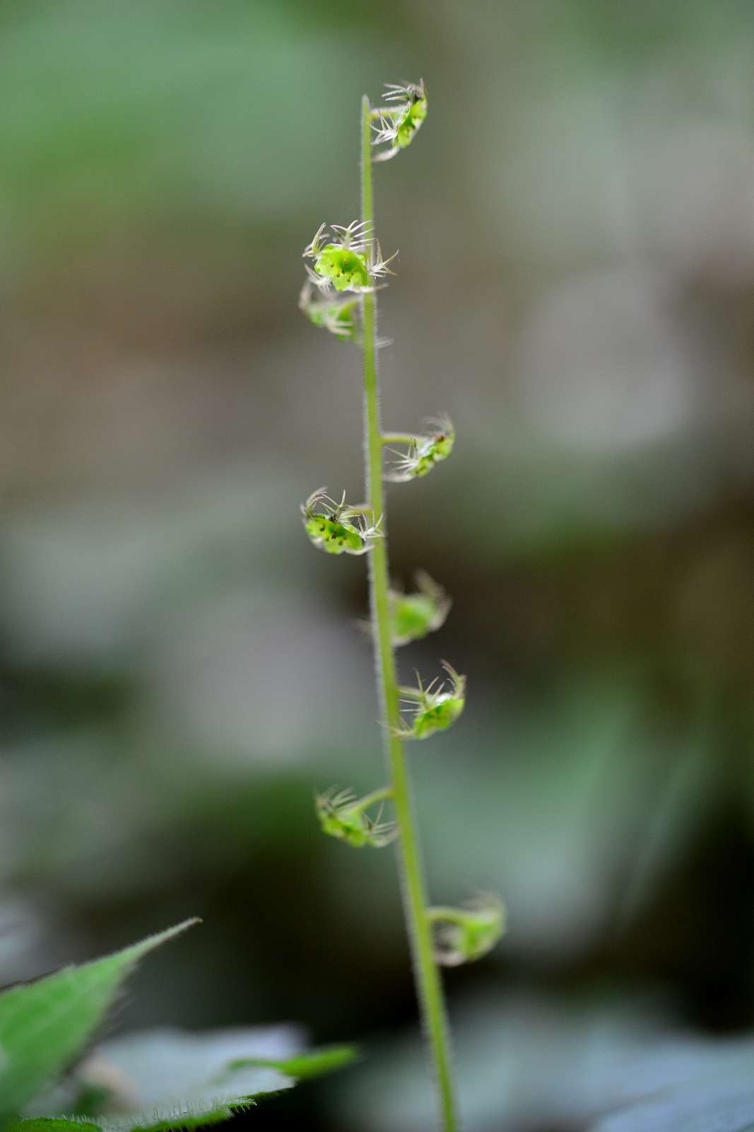 大岳山方面の花_d0328977_22514411.jpg