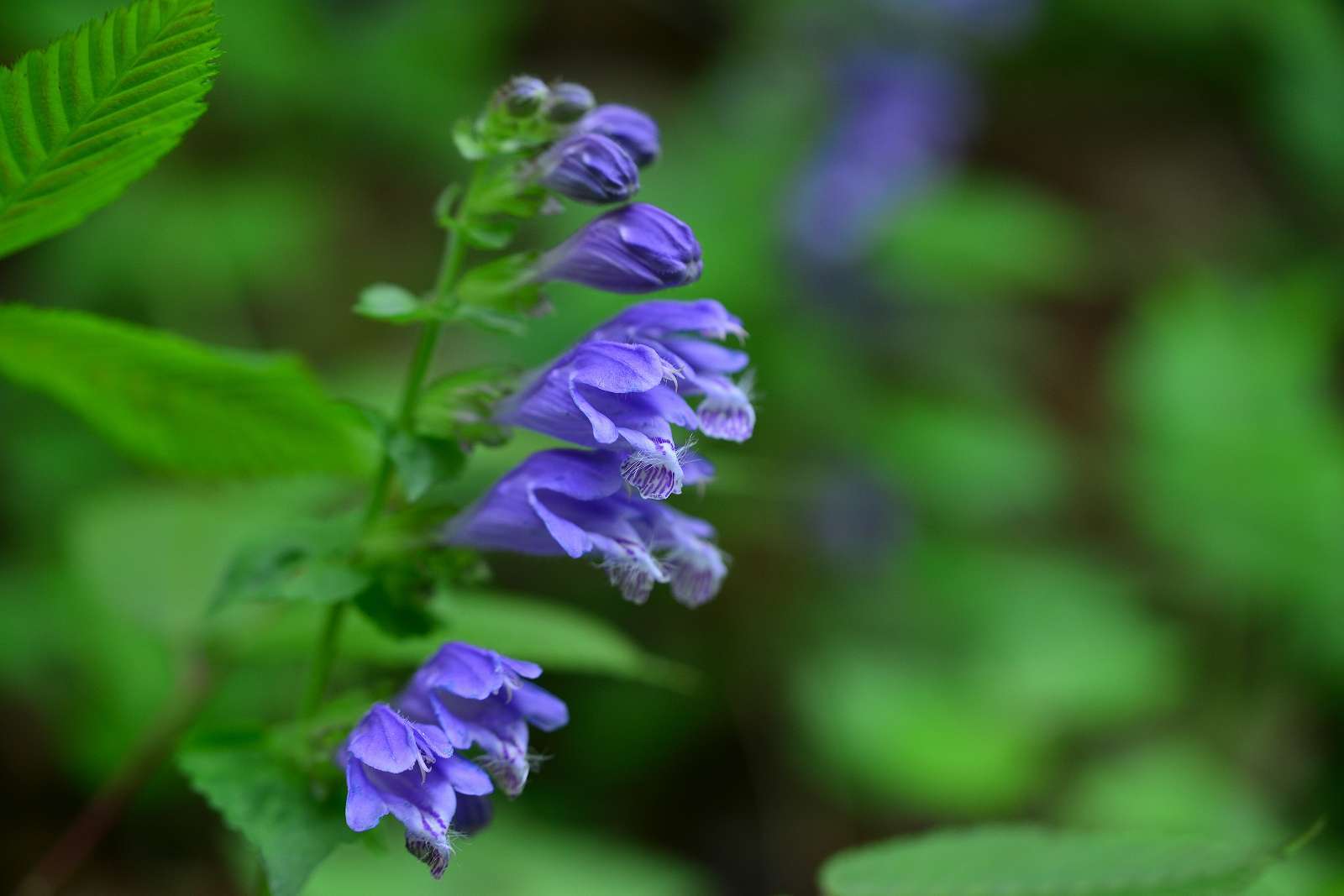 大岳山方面の花_d0328977_22514457.jpg