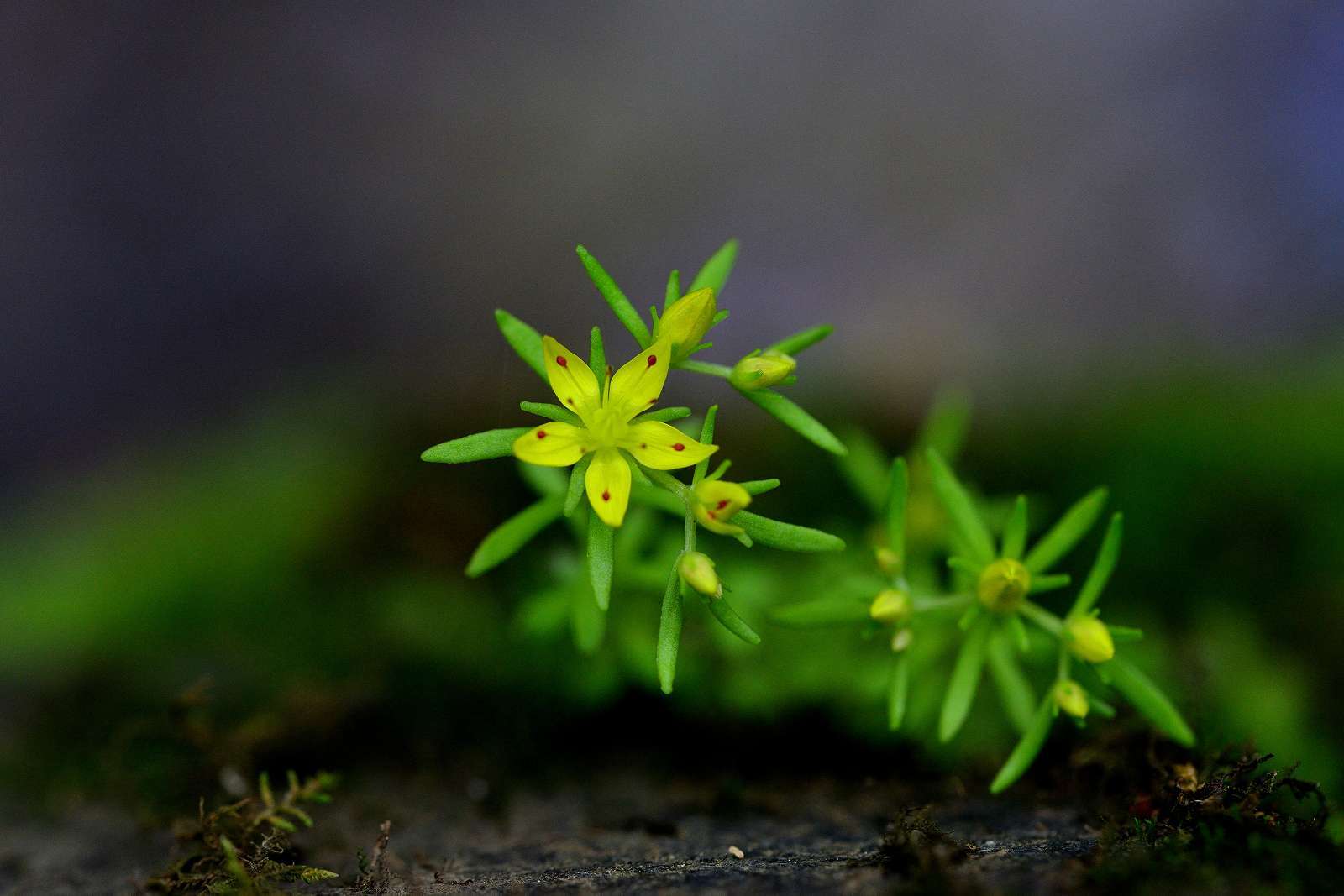 大岳山方面の花_d0328977_22514544.jpg