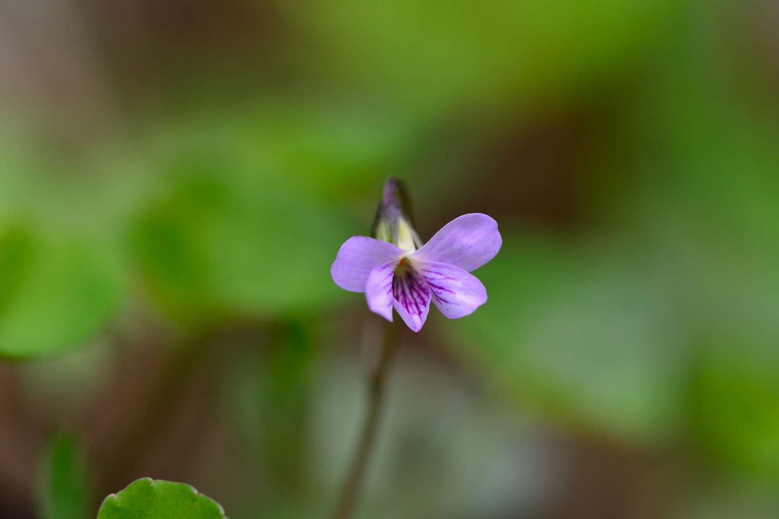 大岳山方面の花_d0328977_22515727.jpg