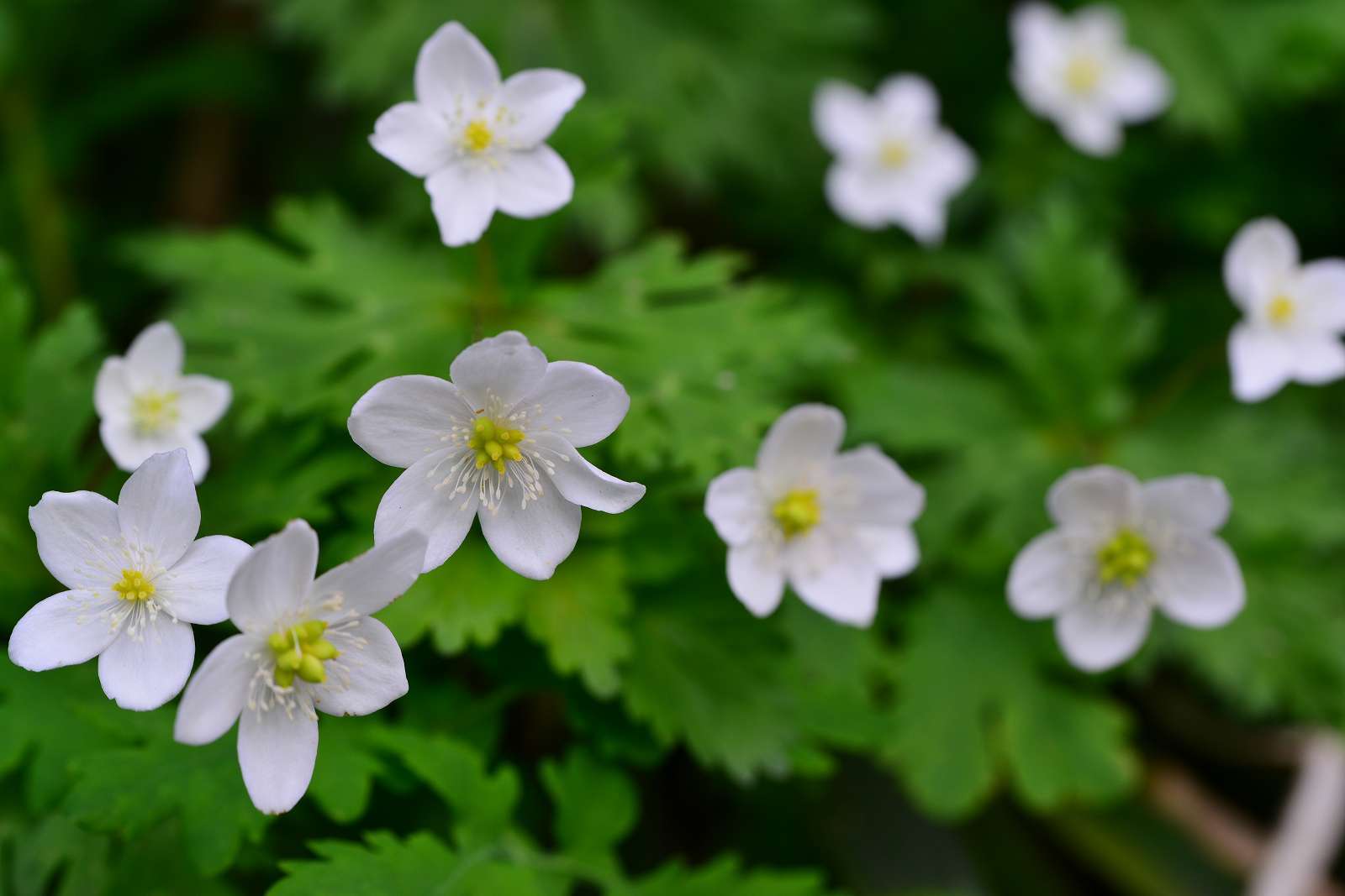 大岳山方面の花_d0328977_22515797.jpg