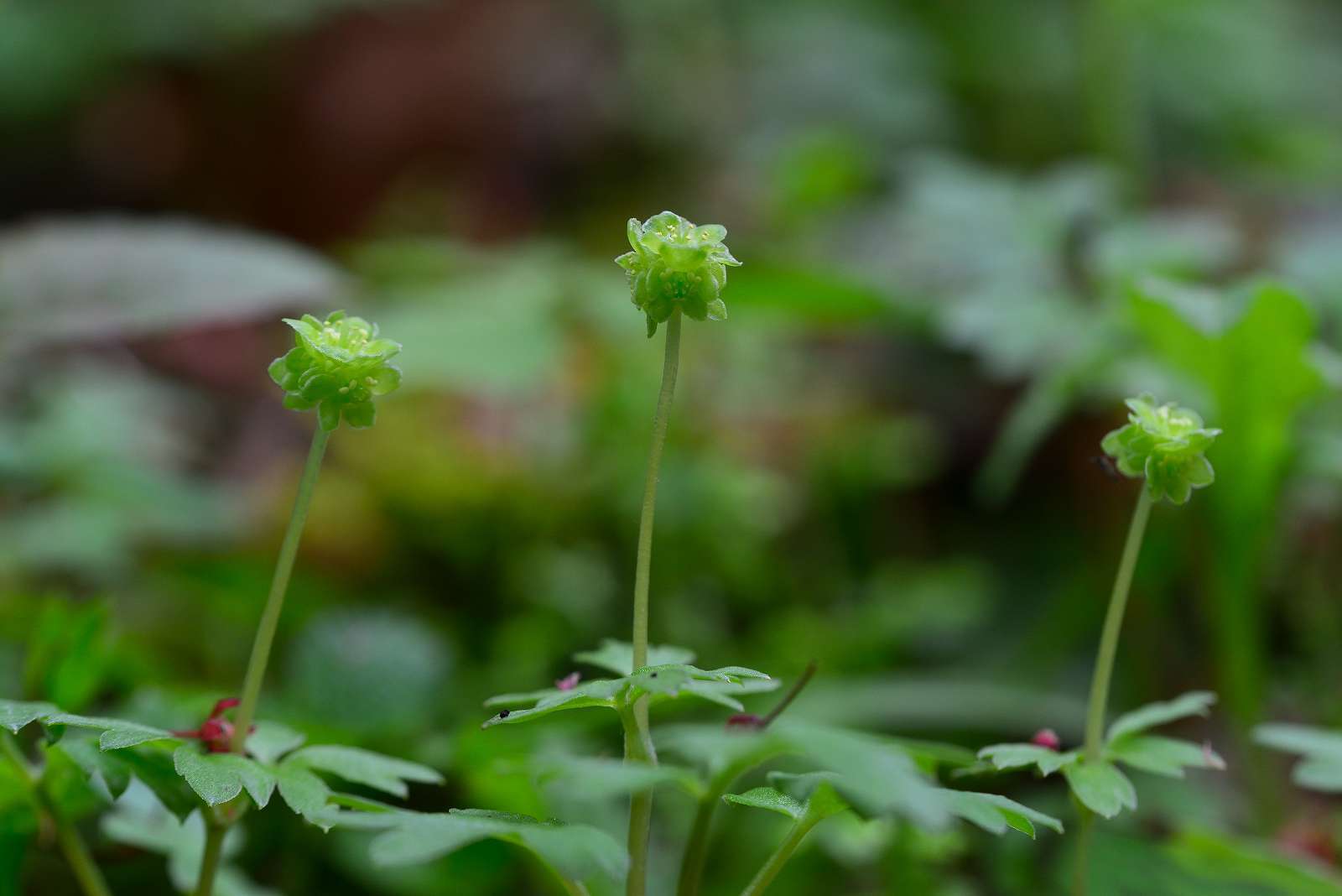 大岳山方面の花_d0328977_23340562.jpg