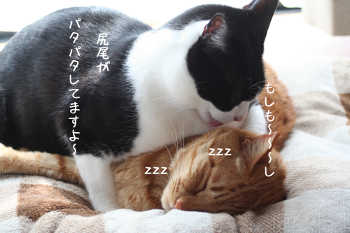 a0216583_20224179.png