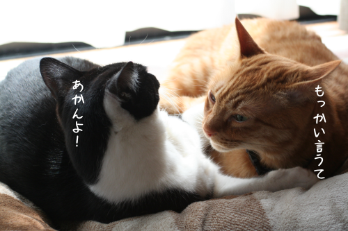 a0216583_20225413.png
