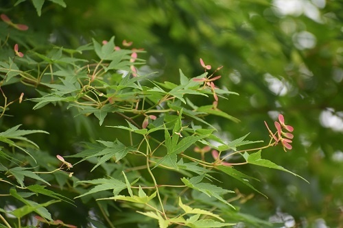 e0366084_09202310.jpg